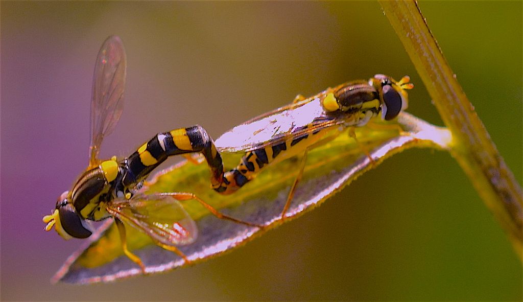 Sphaerophoria scripta ?